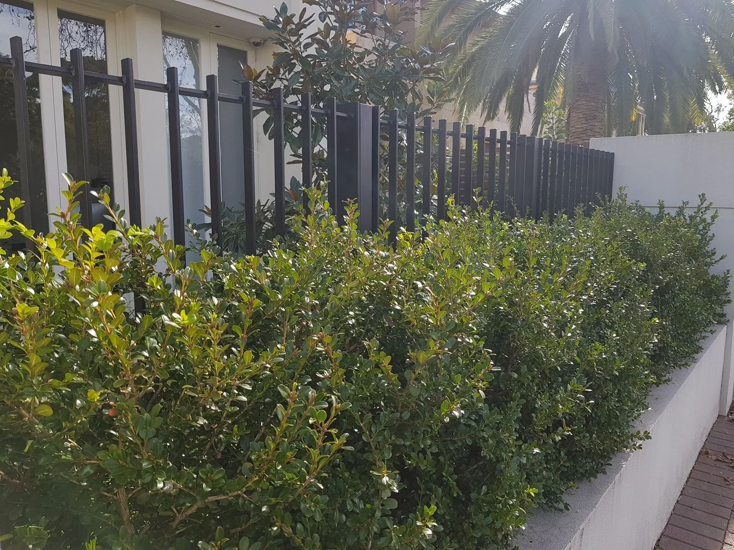 Black steel front fence behind a garden hedge